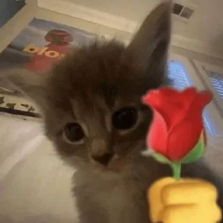 Telegram sticker 🌹 kitty tupizden🩵 :: @fStikBot