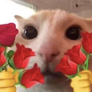 Telegram sticker 🌹 kitty tupizden🩵 :: @fStikBot