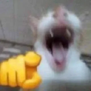 Video sticker 😹 kitty tupizden🩵 :: @fStikBot