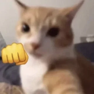 Video sticker 👊 kitty tupizden🩵 :: @fStikBot