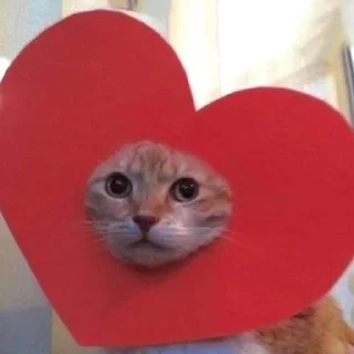Telegram sticker ❤️ kitty tupizden🩵 :: @fStikBot