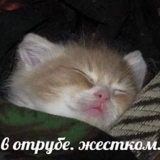 Telegram sticker 😴 kitty tupizden🩵 :: @fStikBot