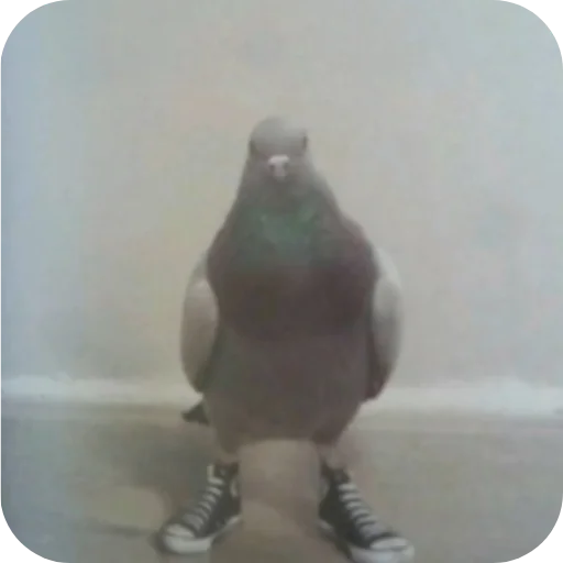 Telegram stiker 🐦 @E1GY_1