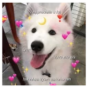 Sticker 😍 awoo my dudes