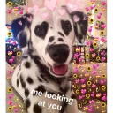 Telegram sticker 😍 awoo my dudes