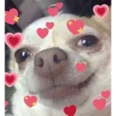 Telegram sticker 💗 awoo my dudes