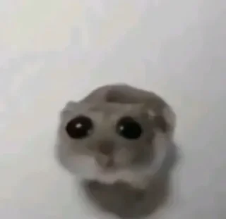 Телеграм стикер 🐹 TyroneFromJail