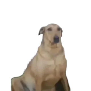 Video sticker 🐶 باع اینتودوایلدگ اوستا