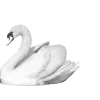 Video sticker 🦢 W :: @fStikBot
