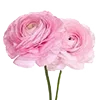 Video sticker 🌸 W :: @fStikBot