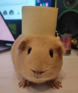 Video sticker 🎩 Кападастер и Малышка