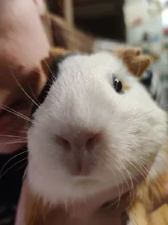 Video sticker 🐽 Кападастер и Малышка