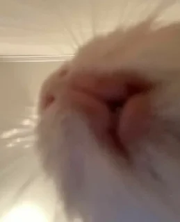 Video sticker ❤️ Кападастер и Малышка