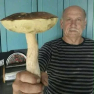 Telegram sticker 🍄 Сохра