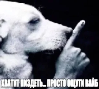 Video sticker 🌟 Трахать морально :: @fStikBot