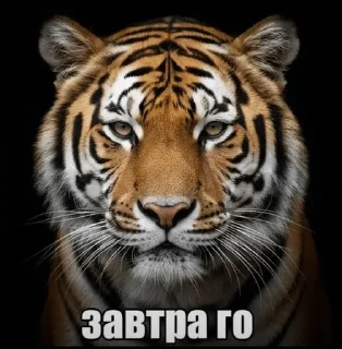 Telegram sticker 🌟 Трахать морально :: @fStikBot
