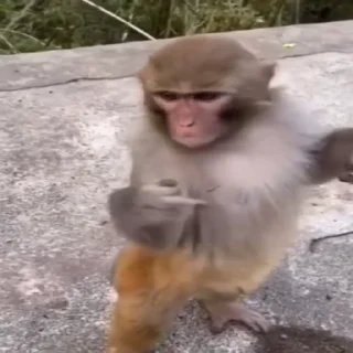 Video sticker 🖕 крест опять выдал базу