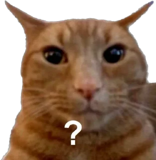 Telegram sticker 🧐 Pussyo !