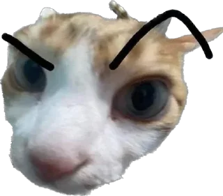 Telegram sticker 🤨 Pussyo !