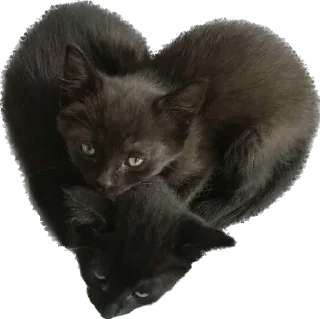 Telegram sticker ❤️ Pussyo !