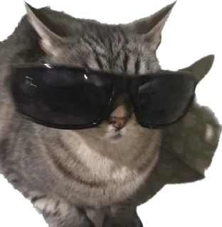 Telegram sticker 😎 Pussyo !