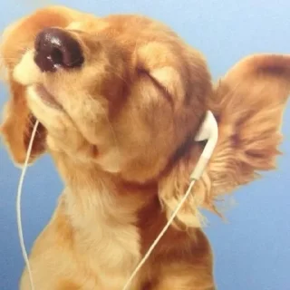 Video sticker 🎵 стикеры из тт💫 :: @fStikBot