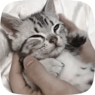Video sticker 🐱 Video with cats #524 @StickersPackRobot