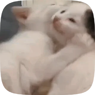 Video sticker 🐱 Video with cats #524 @StickersPackRobot