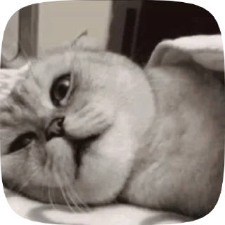 Video sticker 🐱 Video with cats #524 @StickersPackRobot