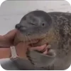 Video sticker 🦭 тюленьчик...