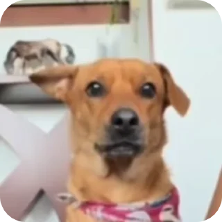 Video sticker 🌟 Umbra :: @fStikBot