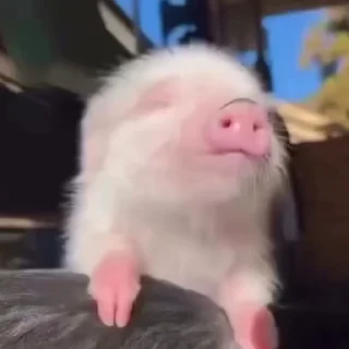 Video sticker 😴 БОЛЬШЕ ИНТЕРЕСНОГО @tg_pack