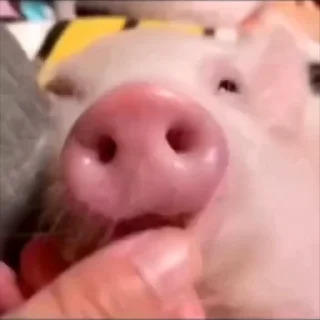 Video sticker 😛 БОЛЬШЕ ИНТЕРЕСНОГО @tg_pack