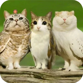 Телеграм стикер 🐱 Meowl || @chillgator