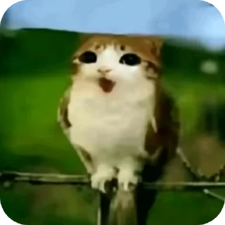 Video sticker 🐱 Meowl || @chillgator