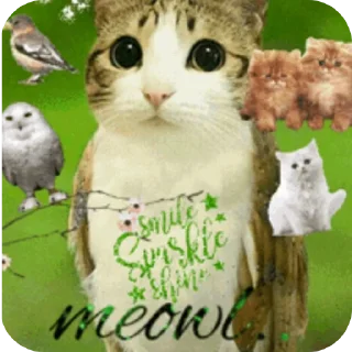 Телеграм стикер 🐱 Meowl || @chillgator