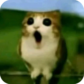 Телеграм стикер 🐱 Meowl || @chillgator