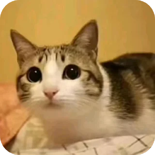 Телеграм стикер 👍 Meowl || @chillgator