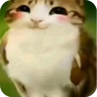 Video sticker 🐱 Meowl || @chillgator