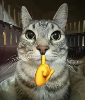 Video sticker ⭐️ juao • @sticbot