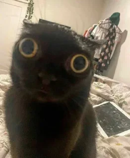 Telegram sticker ⭐️ juao • @sticbot