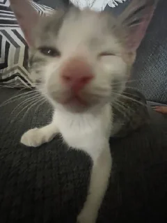 Video sticker ⭐️ juao • @sticbot