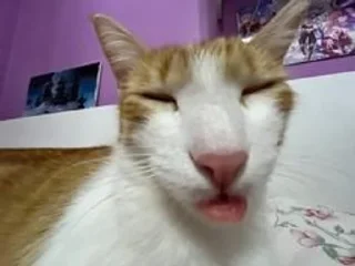 Video sticker ⭐️ juao • @sticbot