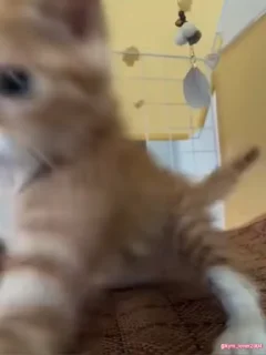 Video sticker 😡 kitties ^_<