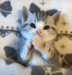 Video sticker 🌟 kitties ^_<