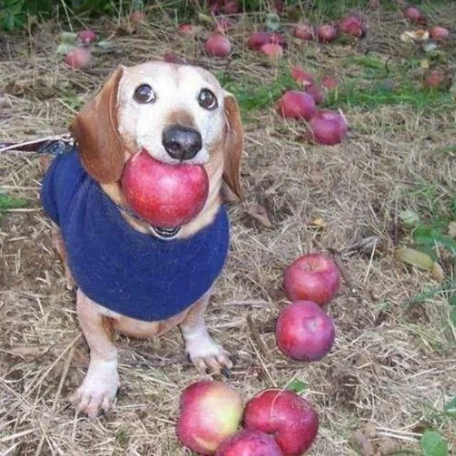 Telegram sticker 🍎 файлыпокойного67