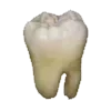 Video sticker 🦷 🥩 :: @fStikBot