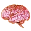 Video sticker 🧠 🥩 :: @fStikBot