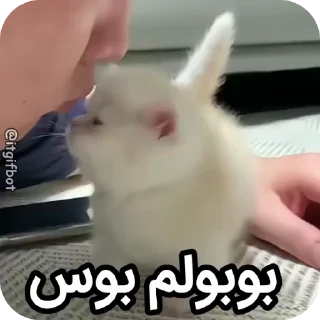 Video sticker 🫐 Arad's bobol