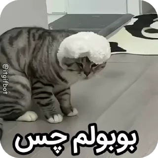 Video sticker 🫐 Arad's bobol